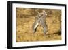 Grevy's Zebra Fighting-Mary Ann McDonald-Framed Photographic Print