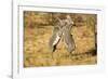 Grevy's Zebra Fighting-Mary Ann McDonald-Framed Photographic Print