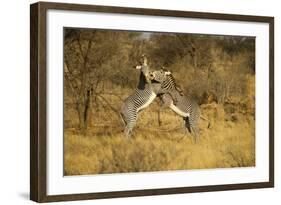 Grevy's Zebra Fighting-Mary Ann McDonald-Framed Photographic Print