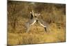 Grevy's Zebra Fighting-Mary Ann McDonald-Mounted Photographic Print