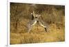 Grevy's Zebra Fighting-Mary Ann McDonald-Framed Photographic Print