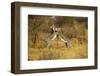 Grevy's Zebra Fighting-Mary Ann McDonald-Framed Photographic Print