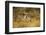 Grevy's Zebra Fighting-Mary Ann McDonald-Framed Photographic Print