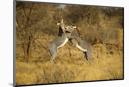Grevy's Zebra Fighting-Mary Ann McDonald-Mounted Photographic Print