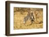 Grevy's Zebra Fighting-Mary Ann McDonald-Framed Photographic Print