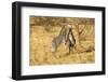 Grevy's Zebra Fighting-Mary Ann McDonald-Framed Photographic Print