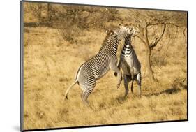 Grevy's Zebra Fighting-Mary Ann McDonald-Mounted Photographic Print