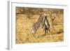 Grevy's Zebra Fighting-Mary Ann McDonald-Framed Photographic Print