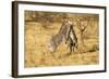 Grevy's Zebra Fighting-Mary Ann McDonald-Framed Photographic Print