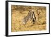 Grevy's Zebra Fighting-Mary Ann McDonald-Framed Photographic Print