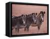 Grevy's Zebra, Masai Mara, Kenya-Dee Ann Pederson-Framed Stretched Canvas