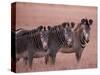 Grevy's Zebra, Masai Mara, Kenya-Dee Ann Pederson-Stretched Canvas
