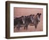 Grevy's Zebra, Masai Mara, Kenya-Dee Ann Pederson-Framed Photographic Print