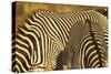 Grevy's Zebra-Mary Ann McDonald-Stretched Canvas