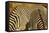 Grevy's Zebra-Mary Ann McDonald-Framed Stretched Canvas