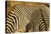 Grevy's Zebra-Mary Ann McDonald-Stretched Canvas