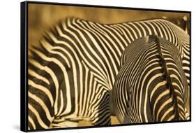 Grevy's Zebra-Mary Ann McDonald-Framed Stretched Canvas