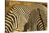 Grevy's Zebra-Mary Ann McDonald-Stretched Canvas