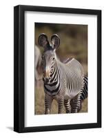 Grevy's Zebra-DLILLC-Framed Photographic Print