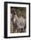 Grevy's Zebra-DLILLC-Framed Photographic Print