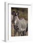 Grevy's Zebra-DLILLC-Framed Photographic Print