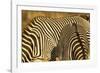 Grevy's Zebra-Mary Ann McDonald-Framed Photographic Print