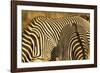 Grevy's Zebra-Mary Ann McDonald-Framed Photographic Print