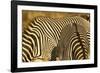 Grevy's Zebra-Mary Ann McDonald-Framed Photographic Print