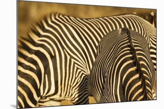 Grevy's Zebra-Mary Ann McDonald-Mounted Photographic Print