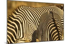 Grevy's Zebra-Mary Ann McDonald-Mounted Photographic Print