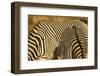 Grevy's Zebra-Mary Ann McDonald-Framed Photographic Print