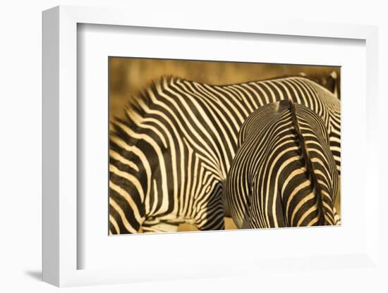 Grevy's Zebra-Mary Ann McDonald-Framed Photographic Print