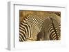 Grevy's Zebra-Mary Ann McDonald-Framed Photographic Print