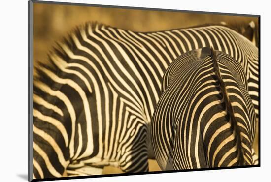 Grevy's Zebra-Mary Ann McDonald-Mounted Photographic Print
