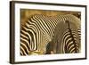 Grevy's Zebra-Mary Ann McDonald-Framed Photographic Print