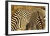 Grevy's Zebra-Mary Ann McDonald-Framed Photographic Print