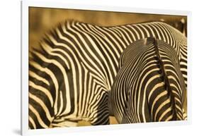 Grevy's Zebra-Mary Ann McDonald-Framed Photographic Print