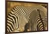 Grevy's Zebra-Mary Ann McDonald-Framed Photographic Print