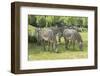 Grévy's Zebra-kerstiny-Framed Photographic Print