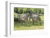 Grévy's Zebra-kerstiny-Framed Photographic Print