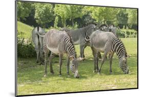 Grévy's Zebra-kerstiny-Mounted Photographic Print