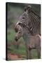 Grevy's Zebras-DLILLC-Stretched Canvas