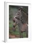 Grevy's Zebras-DLILLC-Framed Photographic Print