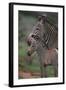 Grevy's Zebras-DLILLC-Framed Photographic Print