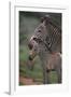 Grevy's Zebras-DLILLC-Framed Photographic Print