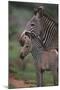 Grevy's Zebras-DLILLC-Mounted Photographic Print
