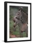 Grevy's Zebras-DLILLC-Framed Photographic Print