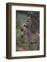 Grevy's Zebras-DLILLC-Framed Photographic Print