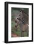 Grevy's Zebras-DLILLC-Framed Photographic Print