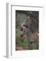 Grevy's Zebras-DLILLC-Framed Photographic Print